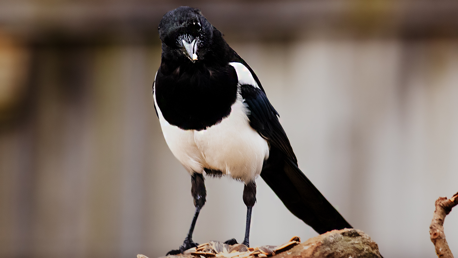 Eurasian Magpie